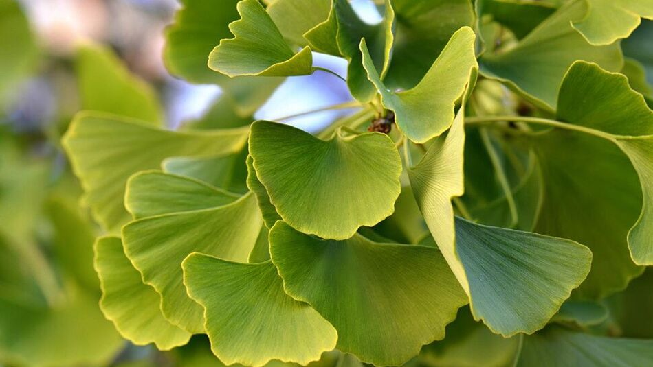 Ginkgo biloba Insunol